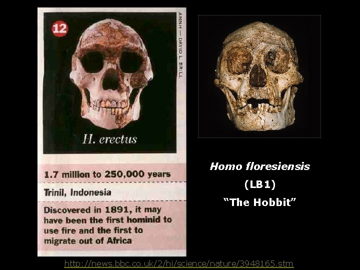 Homo floresiensis (LB 1) “The Hobbit” http: //news. bbc. co. uk/2/hi/science/nature/3948165. stm 