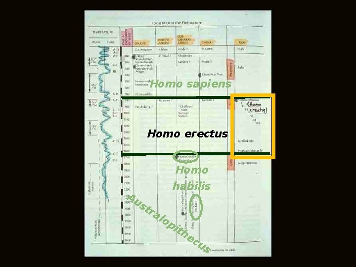 Homo sapiens Homo erectus Homo Au habilis st ra lo pi th ec us