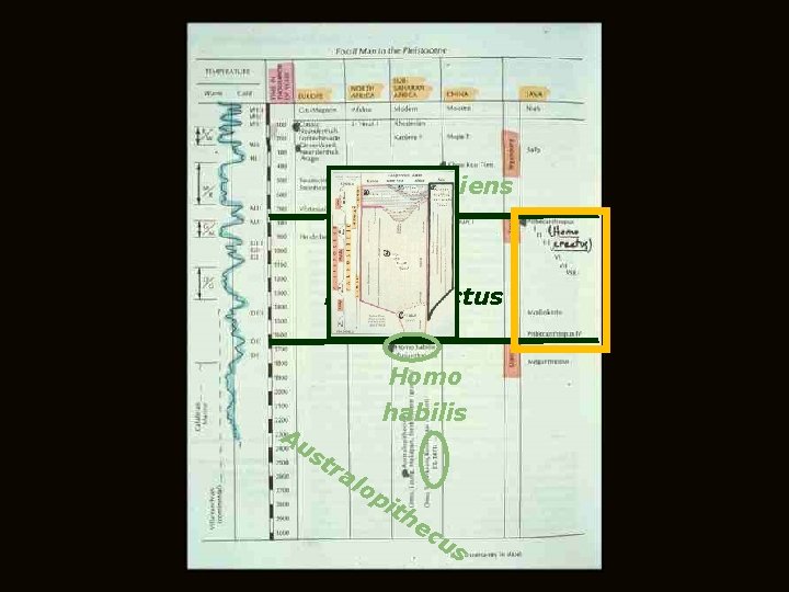 Homo sapiens Homo erectus Homo Au habilis st ra lo pi th ec us