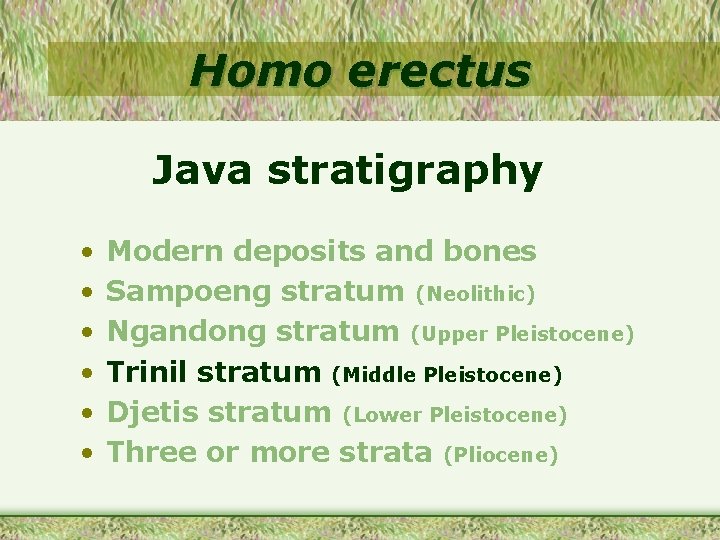 Homo erectus Java stratigraphy • • • Modern deposits and bones Sampoeng stratum (Neolithic)