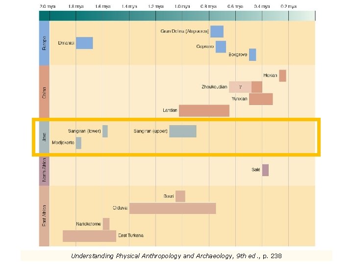 Understanding Physical Anthropology and Archaeology, 9 th ed. , p. 238 