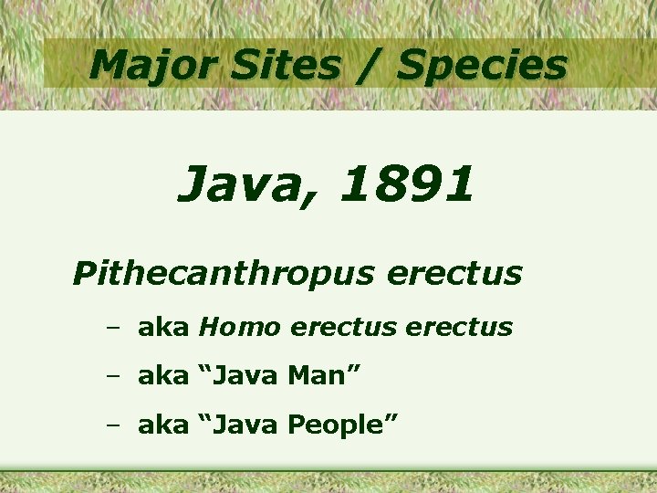 Major Sites / Species Java, 1891 Pithecanthropus erectus – aka Homo erectus – aka