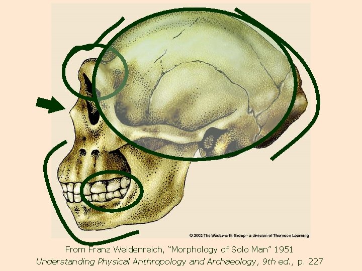 From Franz Weidenreich, “Morphology of Solo Man” 1951 Understanding Physical Anthropology and Archaeology, 9