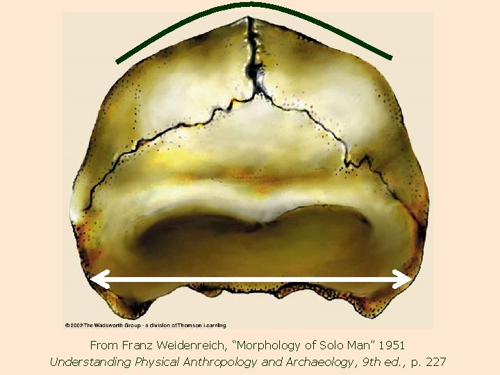 From Franz Weidenreich, “Morphology of Solo Man” 1951 Understanding Physical Anthropology and Archaeology, 9