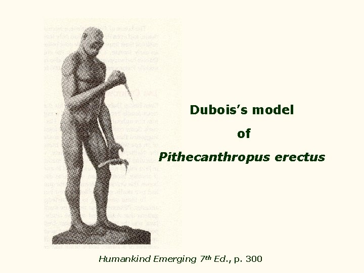 Dubois’s model of Pithecanthropus erectus Humankind Emerging 7 th Ed. , p. 300 