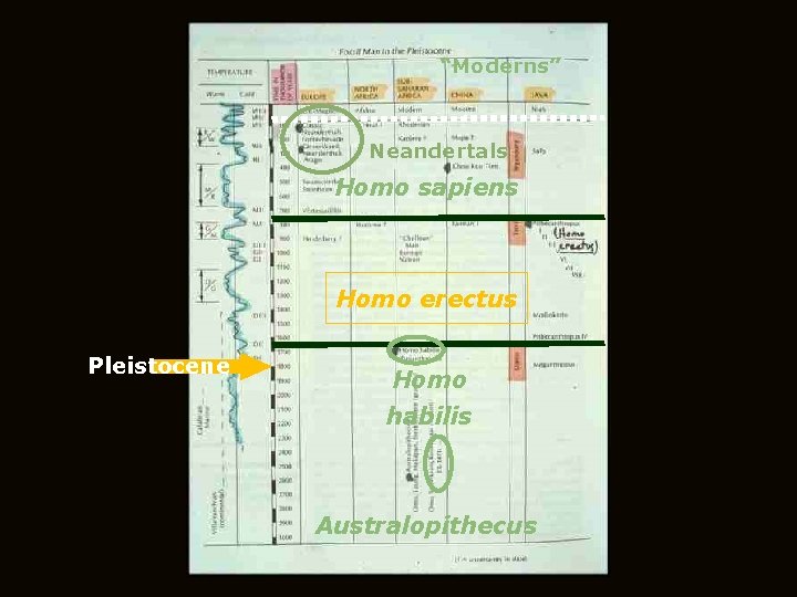 “Moderns” Neandertals Homo sapiens Homo erectus Pleistocene Homo habilis Australopithecus 