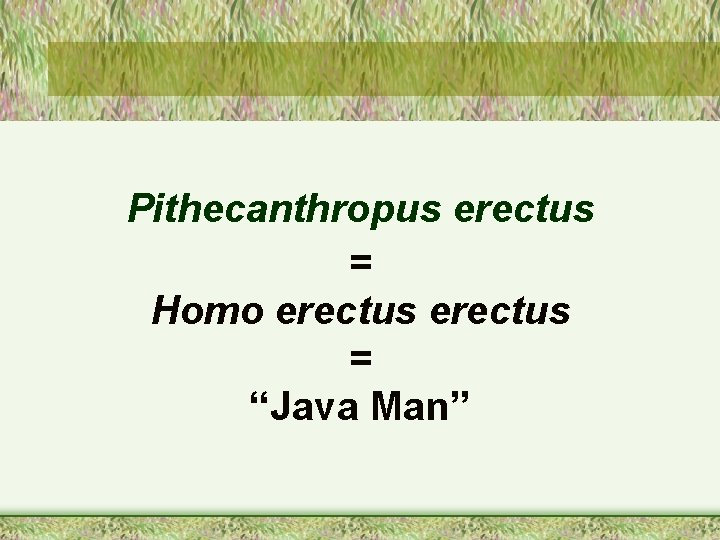 Pithecanthropus erectus = Homo erectus = “Java Man” 