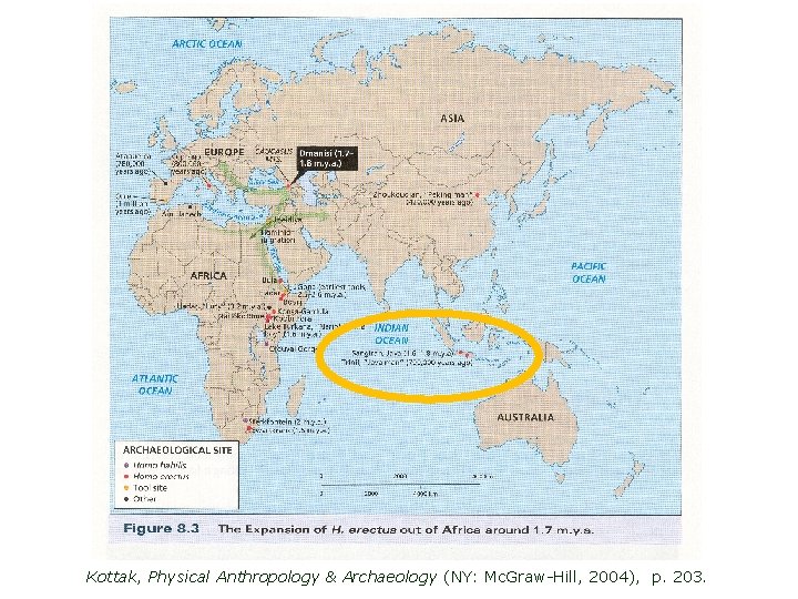 Kottak, Physical Anthropology & Archaeology (NY: Mc. Graw-Hill, 2004), p. 203. 