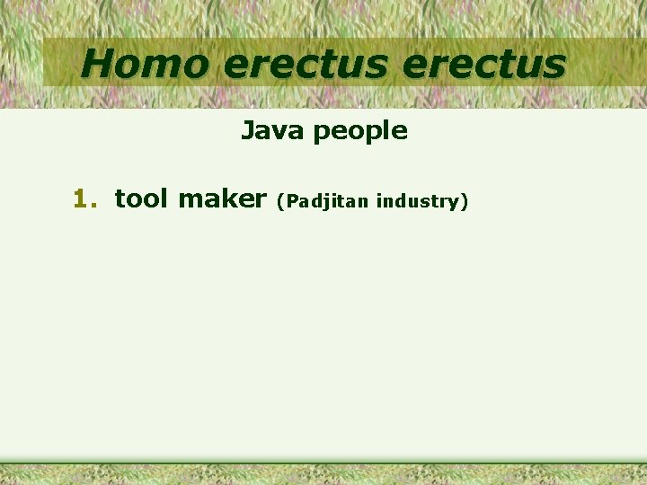Homo erectus Java people 1. tool maker (Padjitan industry) 