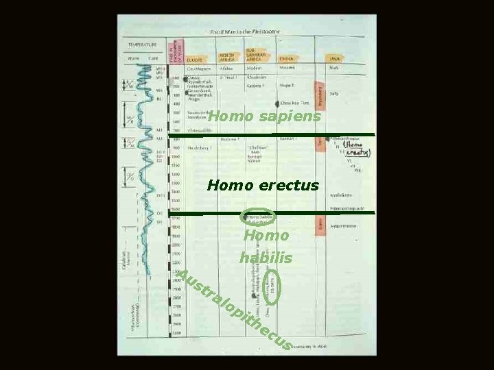 Homo sapiens Homo erectus Homo Au habilis st ra lo pi th ec us