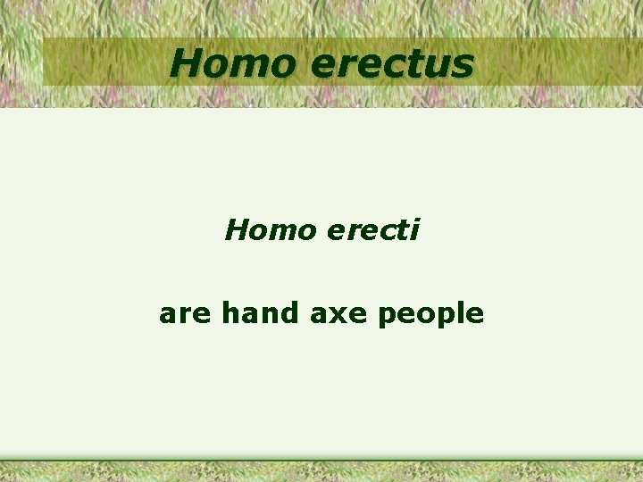 Homo erectus Homo erecti are hand axe people 