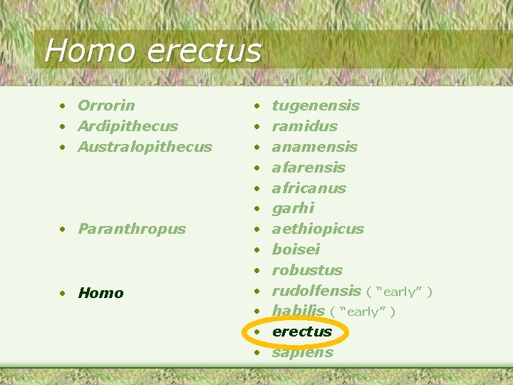 Homo erectus • Orrorin • Ardipithecus • Australopithecus • Paranthropus • Homo • •