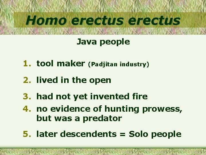 Homo erectus Java people 1. tool maker (Padjitan industry) 2. lived in the open