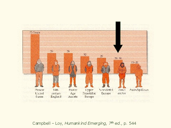 Campbell – Loy, Humankind Emerging, 7 th ed. , p. 544 