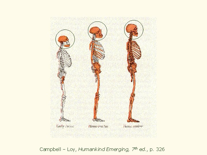 Campbell – Loy, Humankind Emerging, 7 th ed. , p. 326 