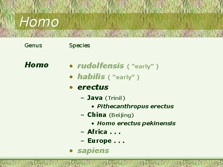 Homo Genus Species Homo • rudolfensis ( “early” ) • habilis ( “early” )