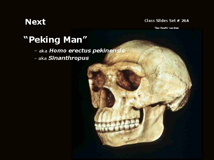 Next Class Slides Set # 26 A Tim Roufs’ section “Peking Man” – aka