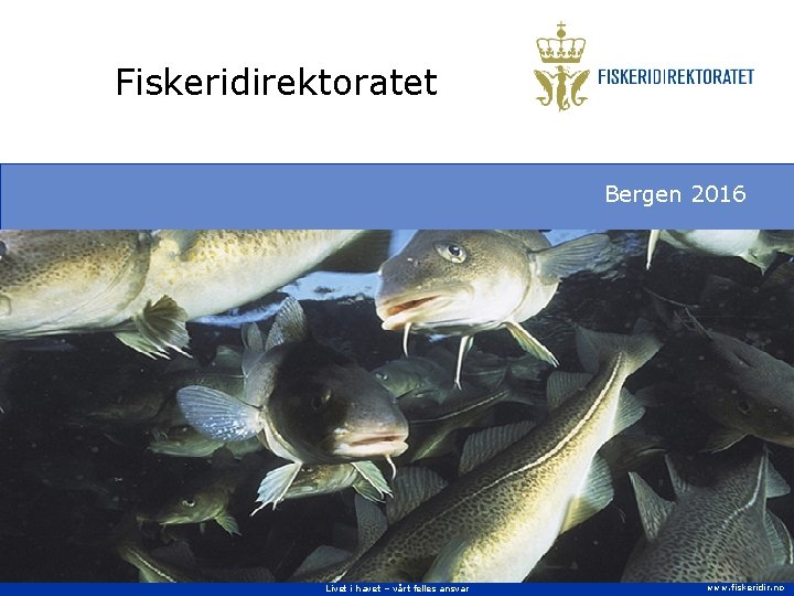 Fiskeridirektoratet Bergen 2016 Livet i havet – vårt felles ansvar www. fiskeridir. no 