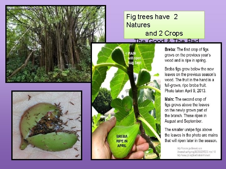 Fig trees have 2 Natures and 2 Crops The Good & The Bad 