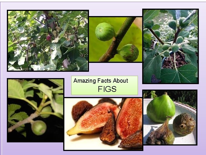 Amazing Facts About FIGS 