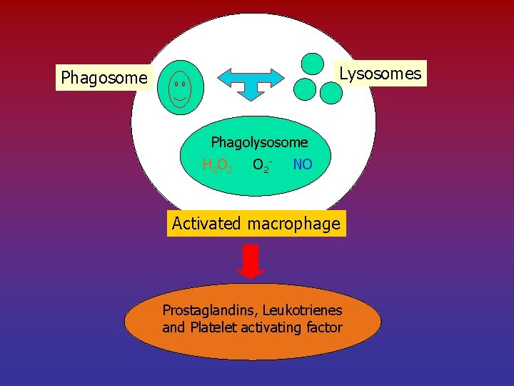 Lysosomes Phagosome Phagolysosome H 2 O 2 - NO Activated macrophage Prostaglandins, Leukotrienes and