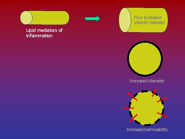 Flow increased Velocity reduced Lipid mediators of inflammation Increased diameter Increased permeability 