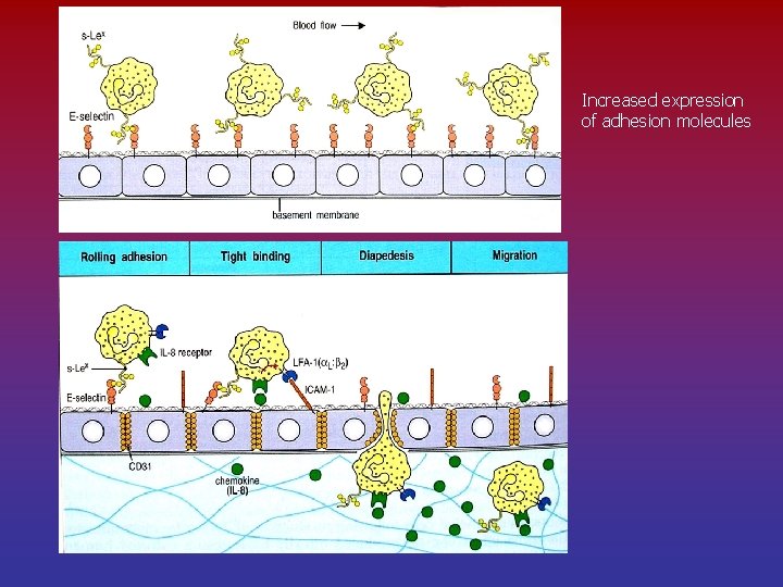 Increased expression of adhesion molecules 