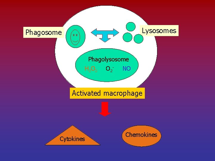 Lysosomes Phagosome Phagolysosome H 2 O 2 - NO Activated macrophage Cytokines Chemokines 