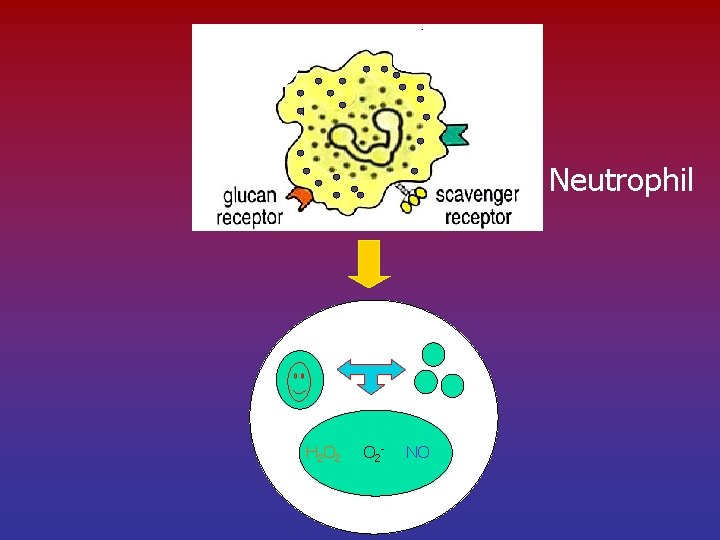 Neutrophil H 2 O 2 O 2 - NO 