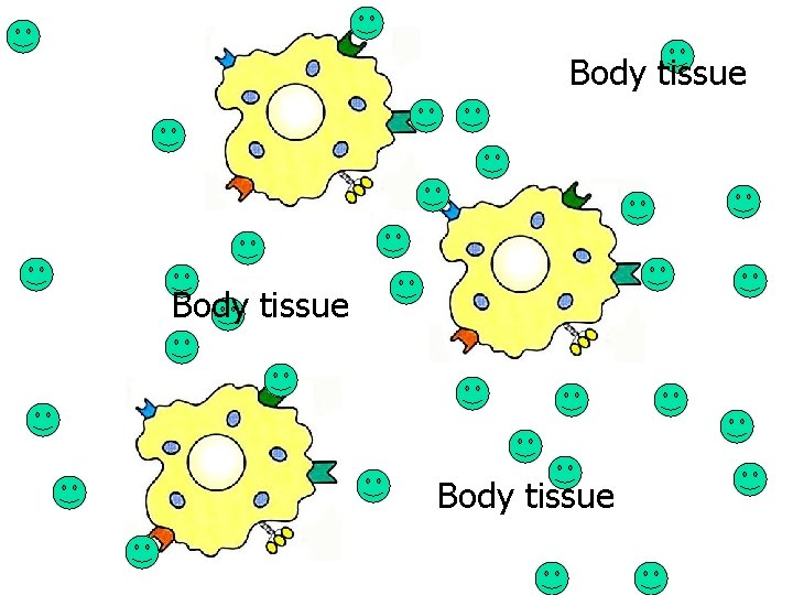 Body tissue 