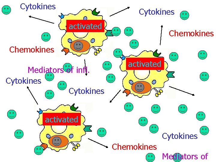 Cytokines activated Chemokines Mediators of infl. Cytokines activated Cytokines Chemokines Mediators of 