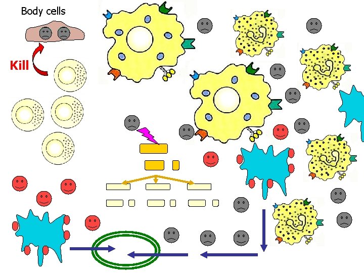 Body cells Kill 