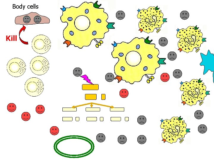 Body cells Kill 