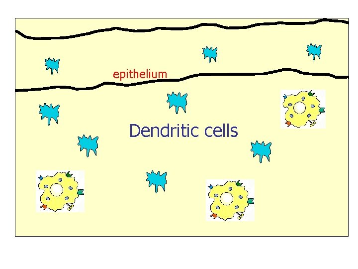 epithelium Dendritic cells 