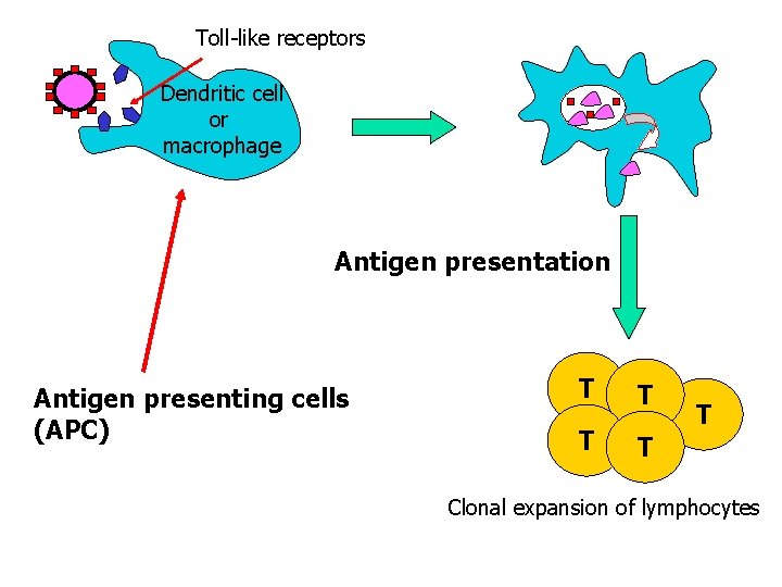 Toll-like receptors Dendritic cell or macrophage Antigen presentation Antigen presenting cells (APC) T T