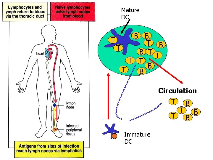 Mature DC T B B T B T B Circulation T T Immature DC