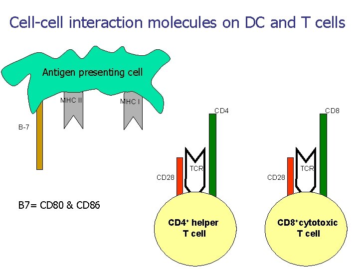 Cell-cell interaction molecules on DC and T cells Antigen presenting cell MHC II MHC