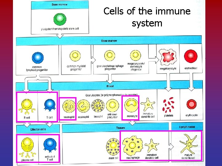 Cells of the immune system 