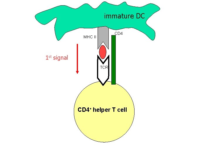 immature DC CD 4 MHC II 1 st signal TCR CD 4+ helper T