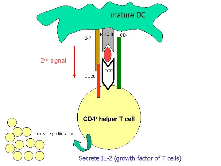 mature DC B-7 MHC II CD 4 2 nd signal TCR CD 28 CD