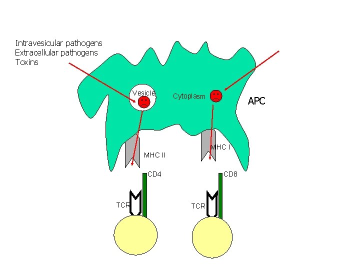 Intravesicular pathogens Extracellular pathogens Toxins Vesicle Cytoplasm MHC II CD 4 TCR APC CD