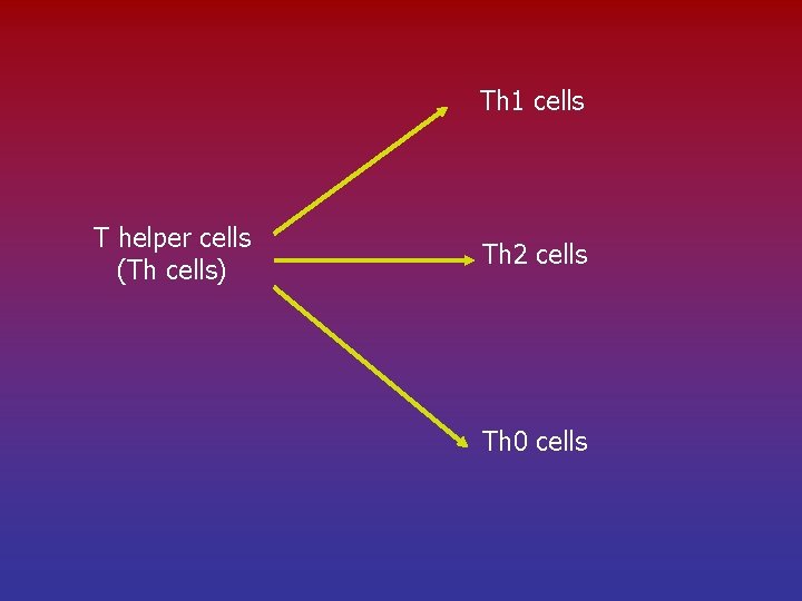 Th 1 cells T helper cells (Th cells) Th 2 cells Th 0 cells