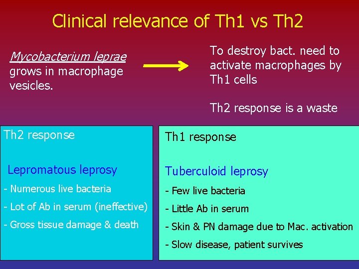 Clinical relevance of Th 1 vs Th 2 Mycobacterium leprae grows in macrophage vesicles.