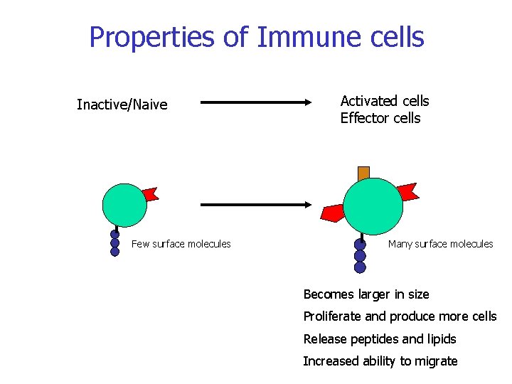 Properties of Immune cells Inactive/Naive Few surface molecules Activated cells Effector cells Many surface