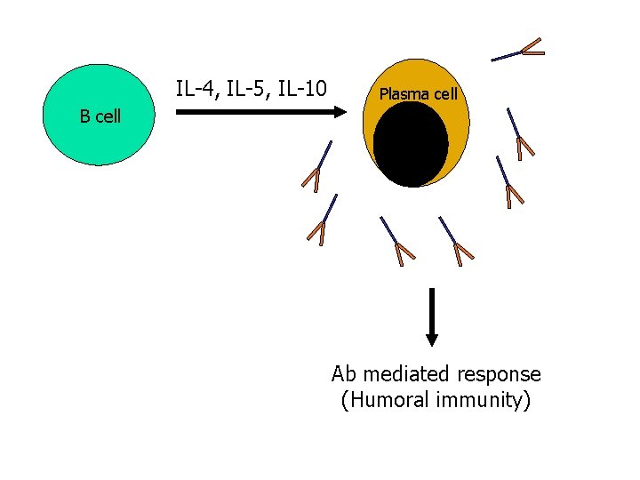 IL-4, IL-5, IL-10 Plasma cell B cell Ab mediated response (Humoral immunity) 