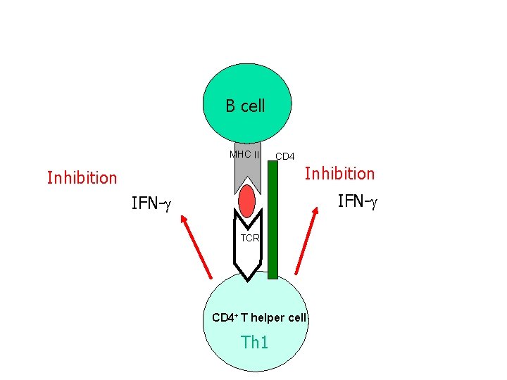B cell MHC II CD 4 Inhibition IFN- TCR CD 4+ T helper cell