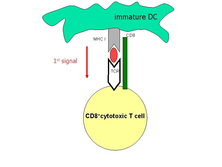 immature DC CD 8 MHC I 1 st signal TCR CD 8+cytotoxic T cell