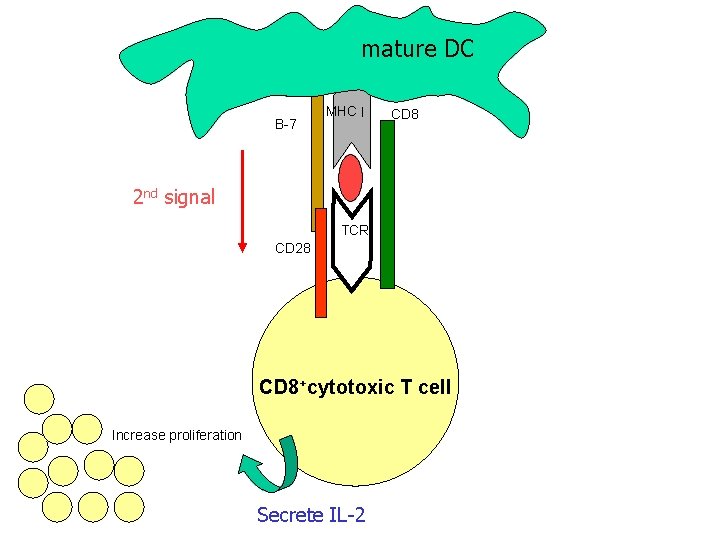 mature DC B-7 MHC I CD 8 2 nd signal TCR CD 28 CD