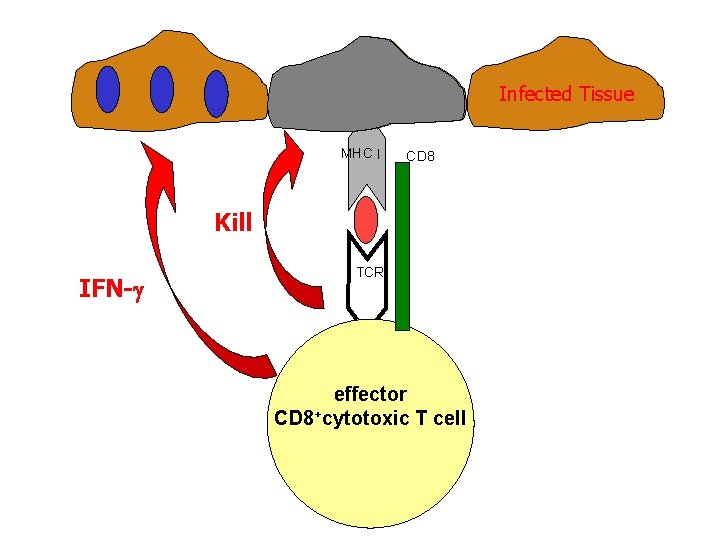 mature. Tissue DC Infected MHC I CD 8 Kill IFN- TCR effector CD 8+cytotoxic