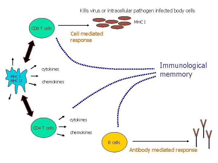 Kills virus or intracellular pathogen infected body cells MHC I CD 8 T cells